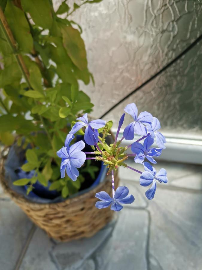 Bloom Box Apartments كرايوفا المظهر الخارجي الصورة
