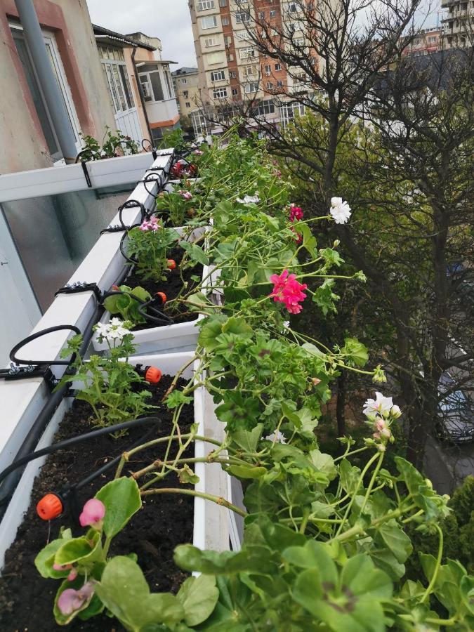 Bloom Box Apartments كرايوفا المظهر الخارجي الصورة